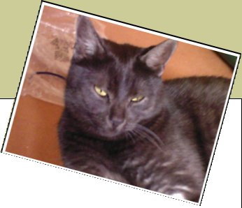 Bild : Bobby Hauskatze